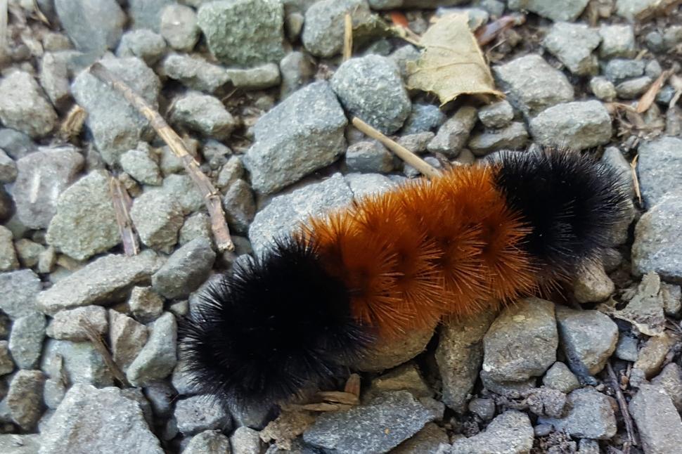 The majestic woolly bear caterpillar